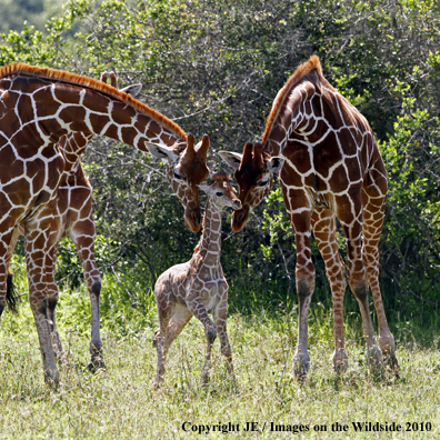 Reticulated Giraffe (adult with young)