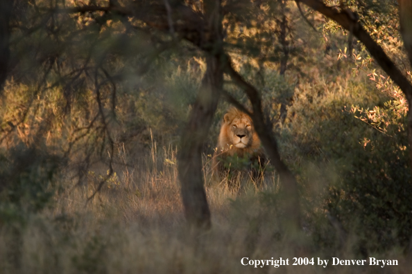 Male African lion in habitat. Africa