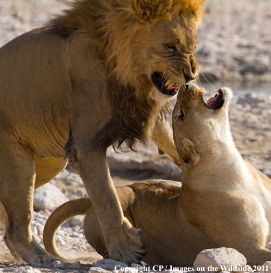 Male and female lion breeding. 