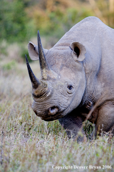 Black rhino in Africa.