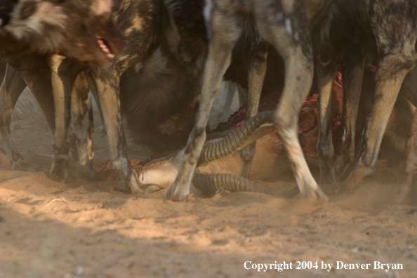 Pack of African Wild Dogs feeding on kill.