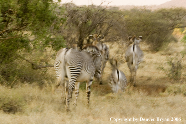 Grevy's Zebra