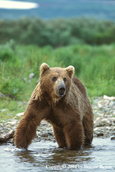 Brown Bear in river