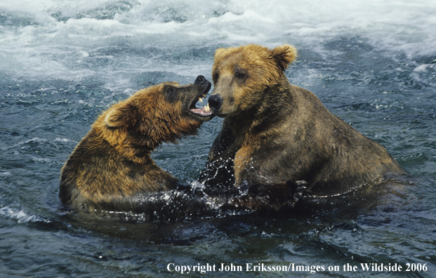 Brown bears playing in water. 