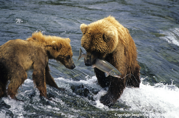 Brown Bears with Trout