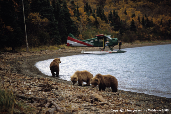 Brown Bear cubs in habitat