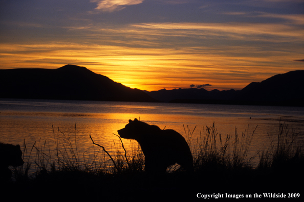 Brown Bear in habitat