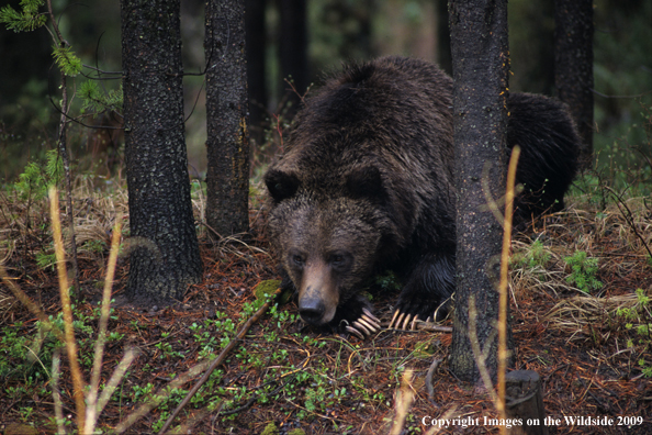 Grizzly bear in habitat