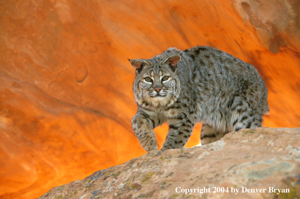 Bobcat in habitat.