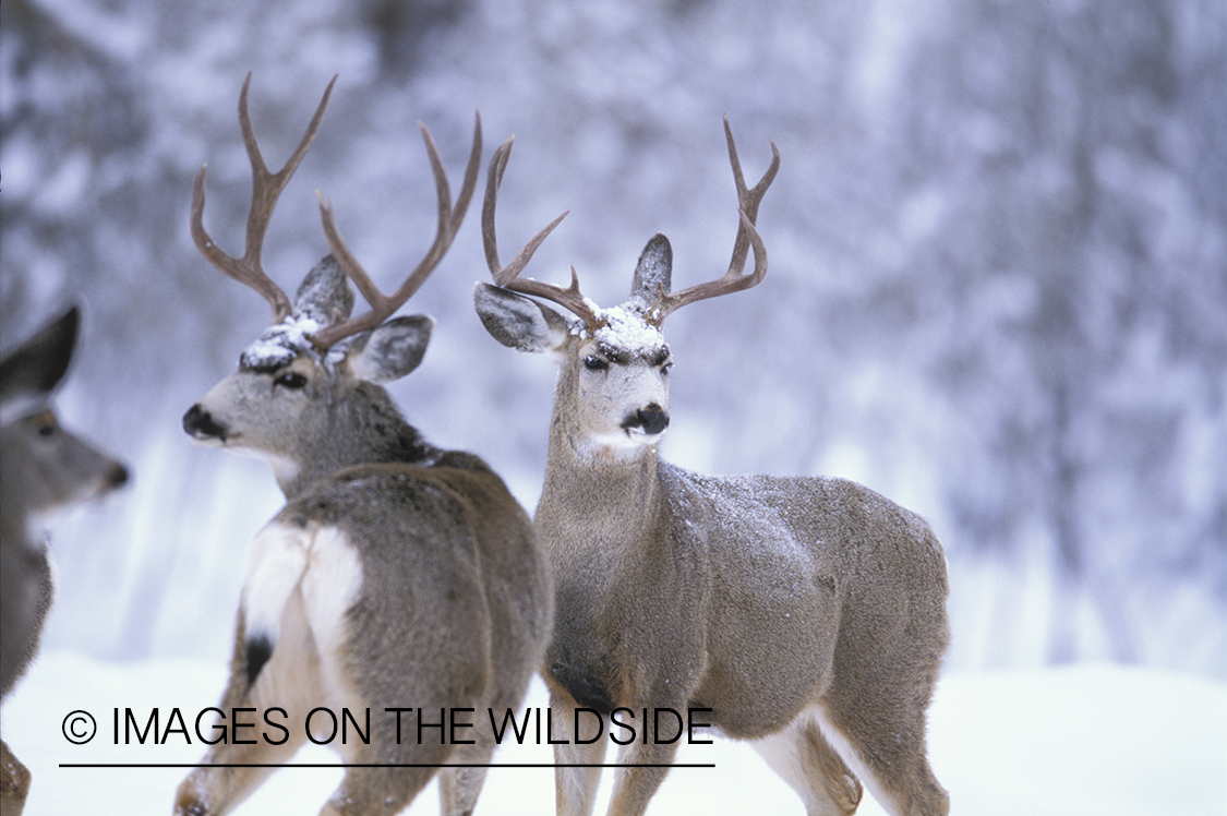 Mule deer in habitat.