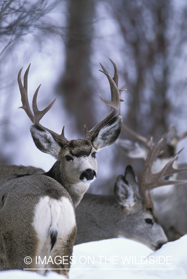 Mule deer bucks in winter.