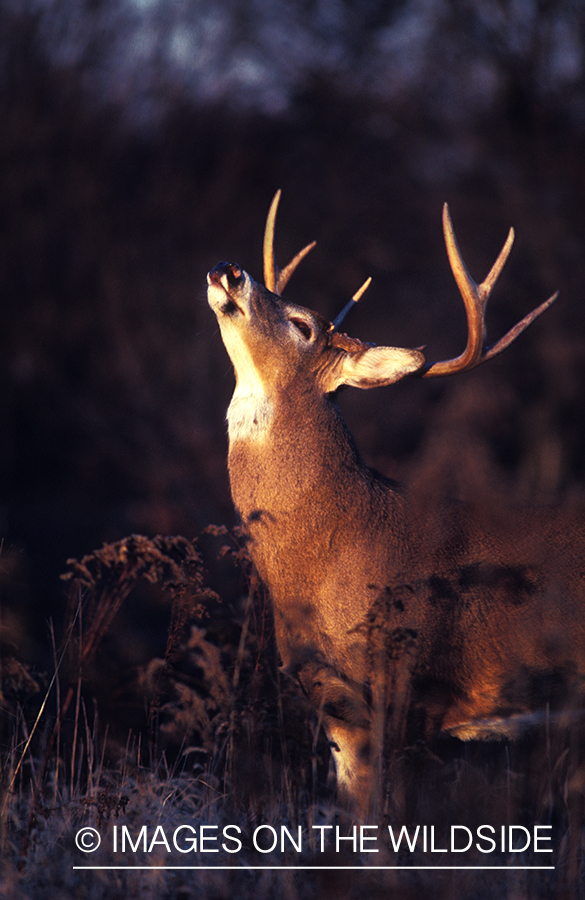 Whitetailed deer in rut.