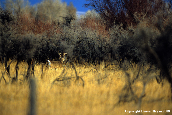 White-tailed deer 