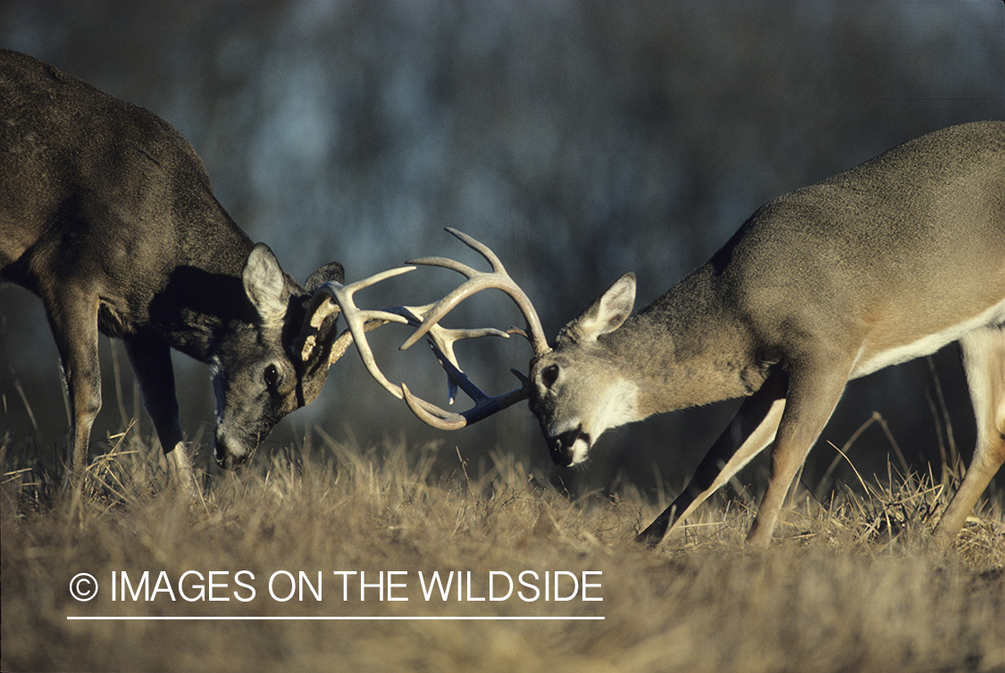 White-tailed deer bucks sparring in meadow.