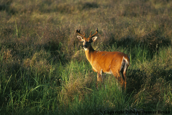 Whitetailed deer in velvet.