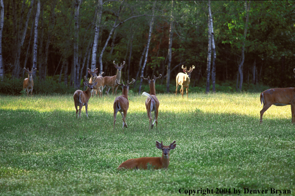 Whitetailed bucks in velvet.