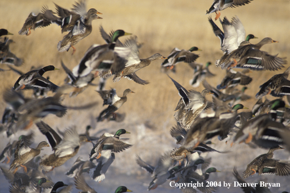 Flock of Mallards in flight