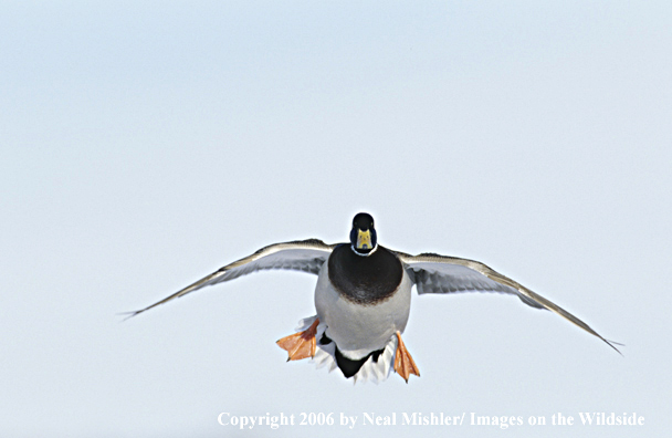 Mallard drake in flight.