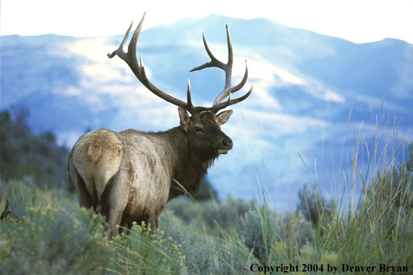 Bull elk in habitat.