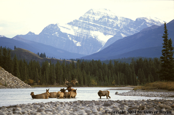 Bull elk with cows in river