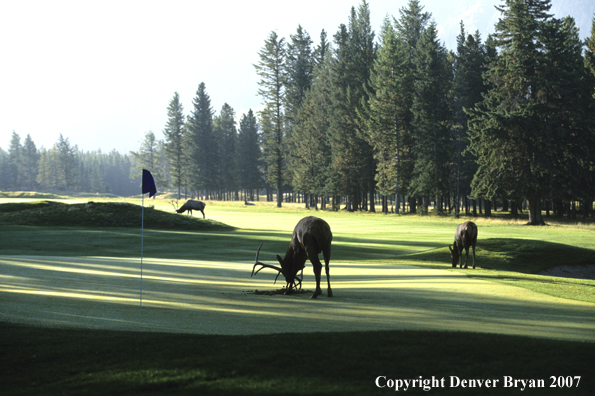 Elk on golfing green