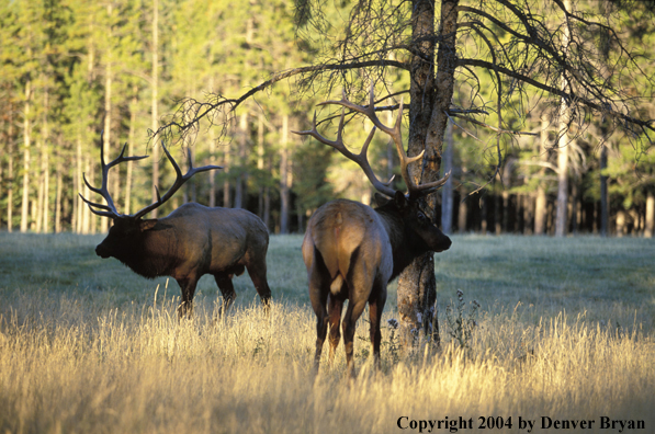 Bull elk scent marking