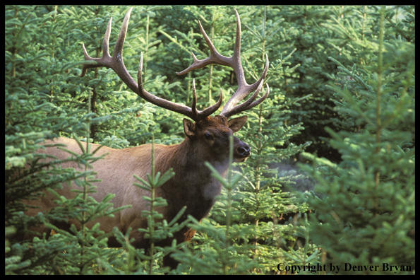 Bull elk in habitat.