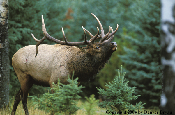 Bull elk bugling