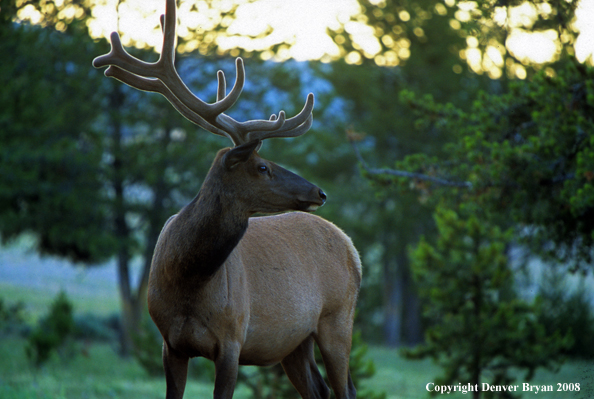 Rocky Mountain Elk bedded down