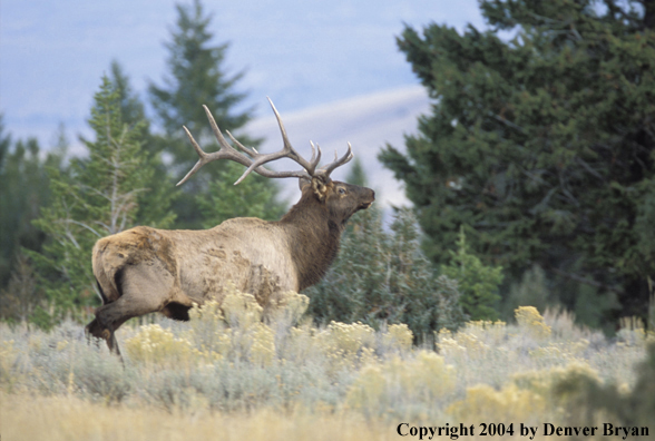 Bull elk in habitat.