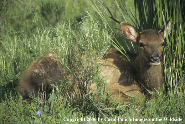 Rocky Mountain elk calf bedded in habitat.