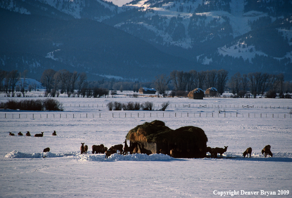 Rocky Mountain Elk