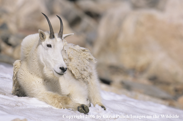 Rocky Mountain goat in habitat.