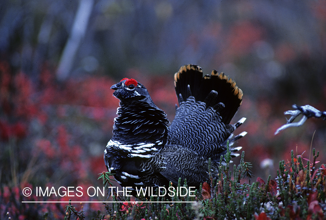 Spruce Grouse