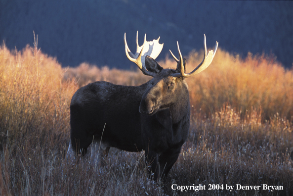 Bull moose in habitat.