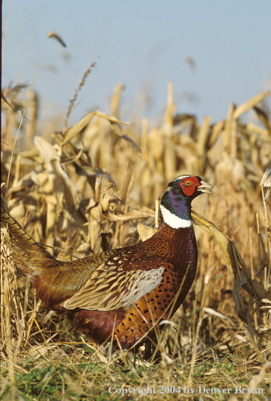 Ring-necked Pheasant in field