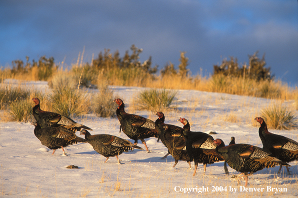 Flock of Merriam turkeys in winter.