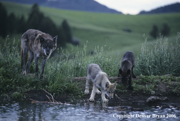 Grey wolf pups with adult at river bank.