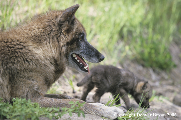 Gray wolf pup with adult wolf.