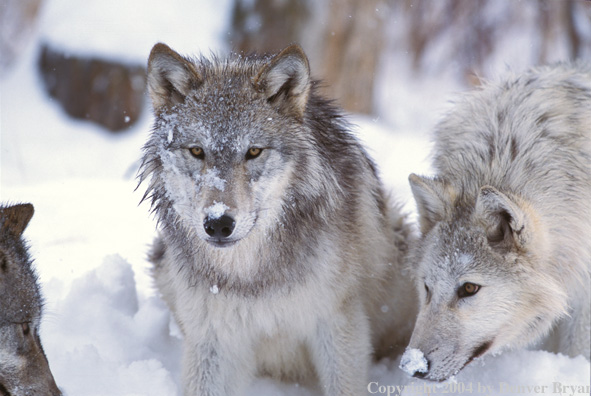 Gray wolves in winter habitat.