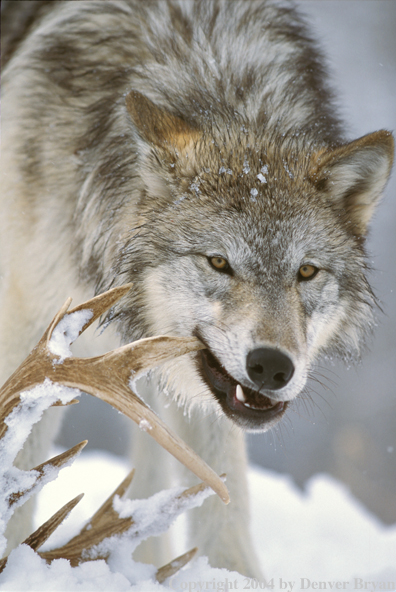 Gray wolf chewing on antler.
