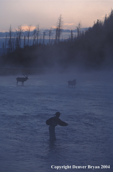 Flyfisherman on river with elk.