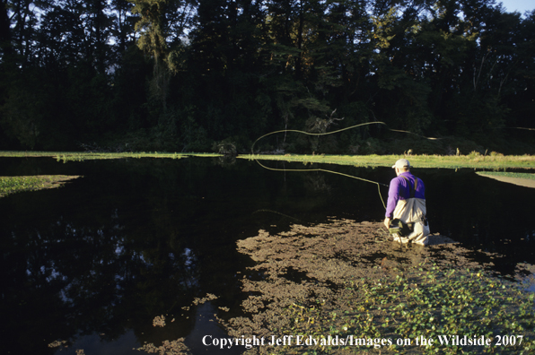 Flyfisherman casts for fish in the evening light of a spring creek