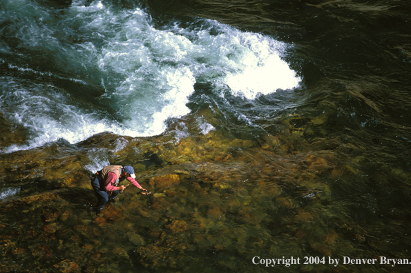 Flyfisherman releasing cutthroat trout.