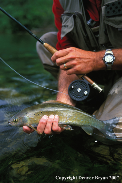 Flyfisherman holding Artic Grayling.