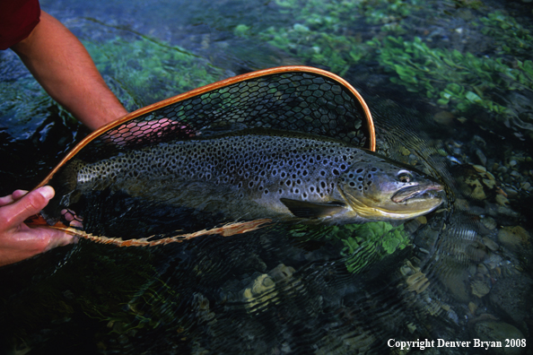 Flyfisherman Releasing Large Brown Trout 