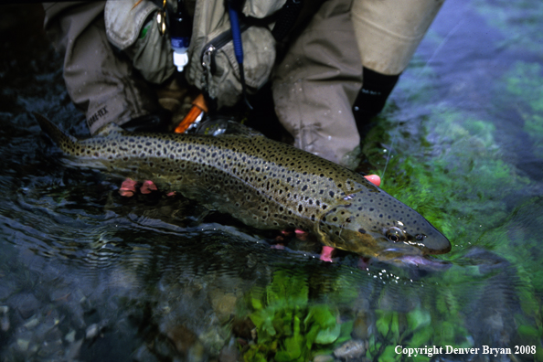 Flyfisher Releasing Large Brown Trout