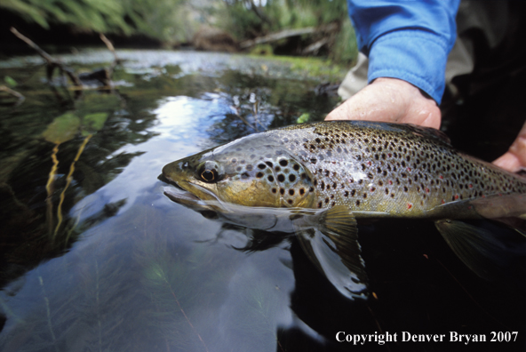 Brown Trout.