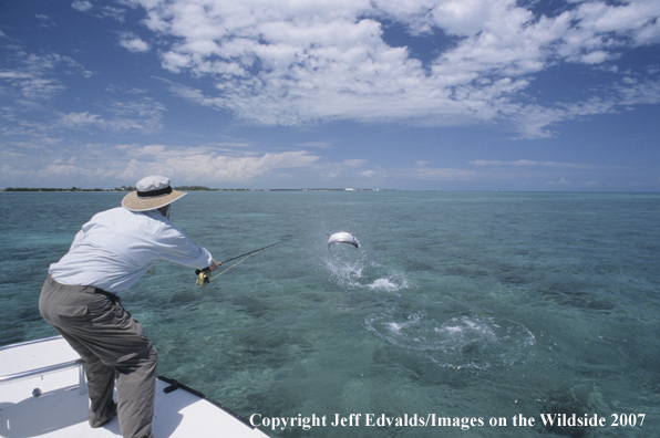 Tarpon