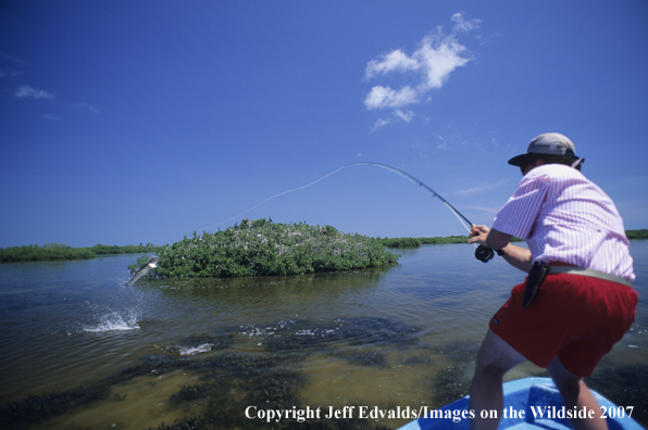 Tarpon